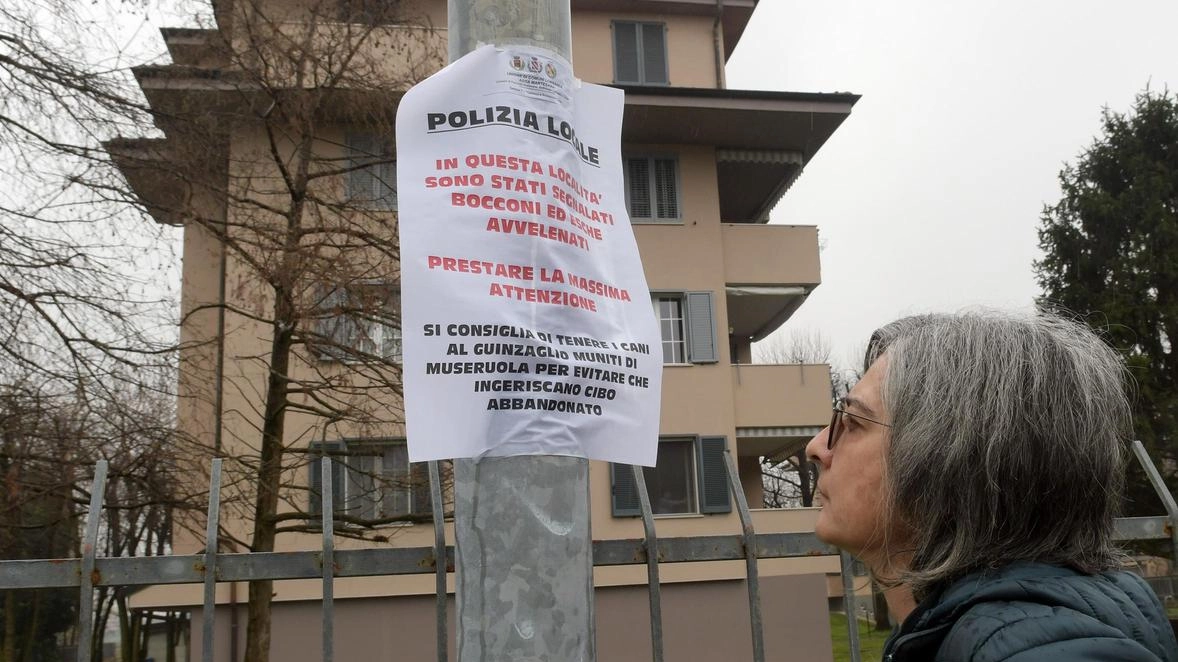 Bocconi al topicida in centro abitato, in azione un avvelenatore. Si muove la macchina della bonifica, polizia locale, Comune...