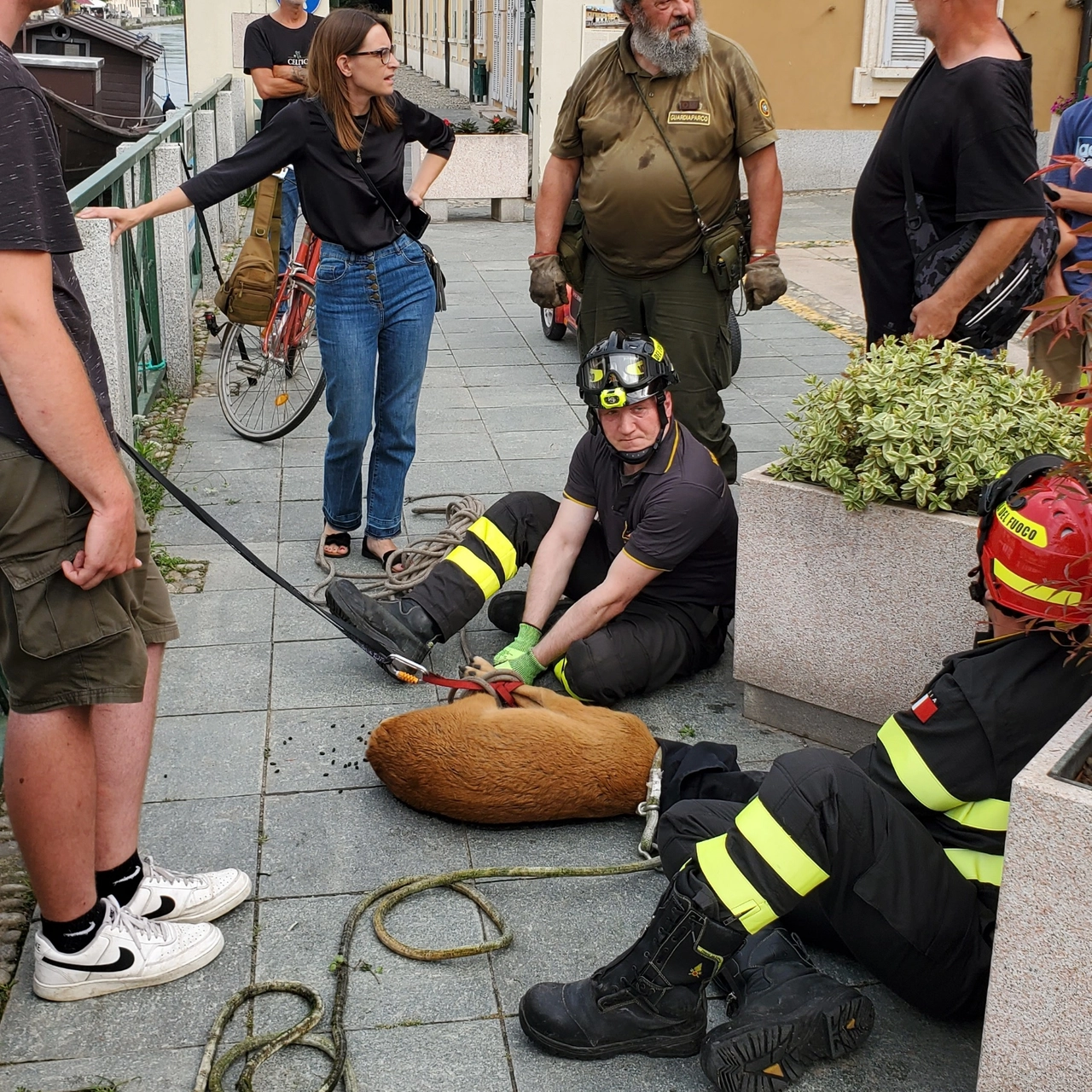 I vigili del fuoco alle prese con il capriolo