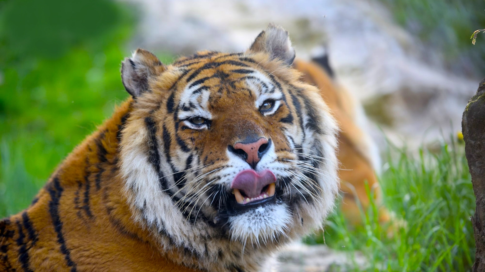 La tigre siberiana Romeo morta a 14 anni: era il simbolo delle Cornelle