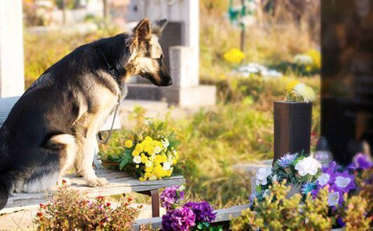 Volete farvi seppellire con il vostro animale? Ecco come dovete fare (e cosa non si può fare)