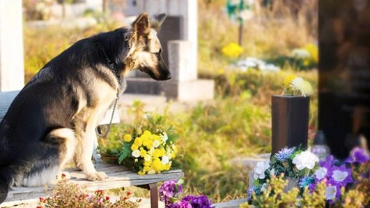 Il Comune ha varato il regolamento per la sepoltura “congiunta” esseri umani-animali