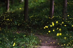 Passeggiate tra le lucciole