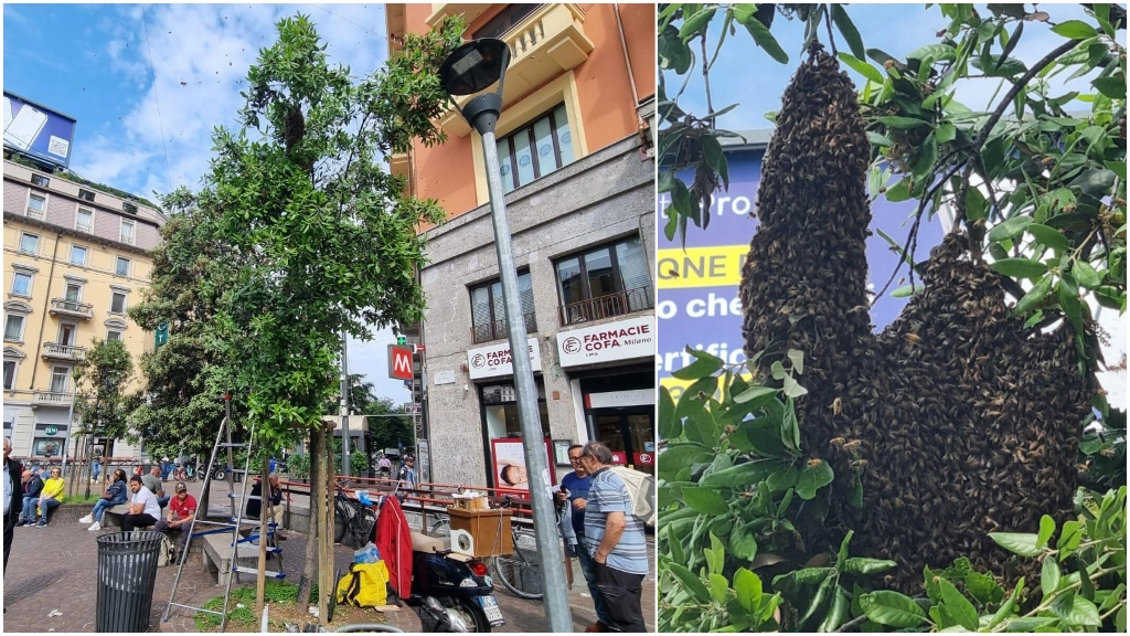 Il grande alveare di api in piazza Lima (foto Fasani)
