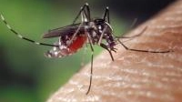 Le zanzare osservate speciali