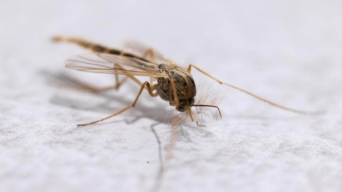 Zanzara Della Malaria In Italia, Trovata In Puglia Dopo Mezzo Secolo 