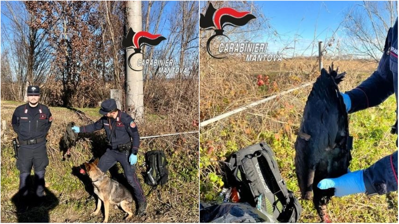 I carabinieri forestali di Mantova con l'ibis eremita trovato morto