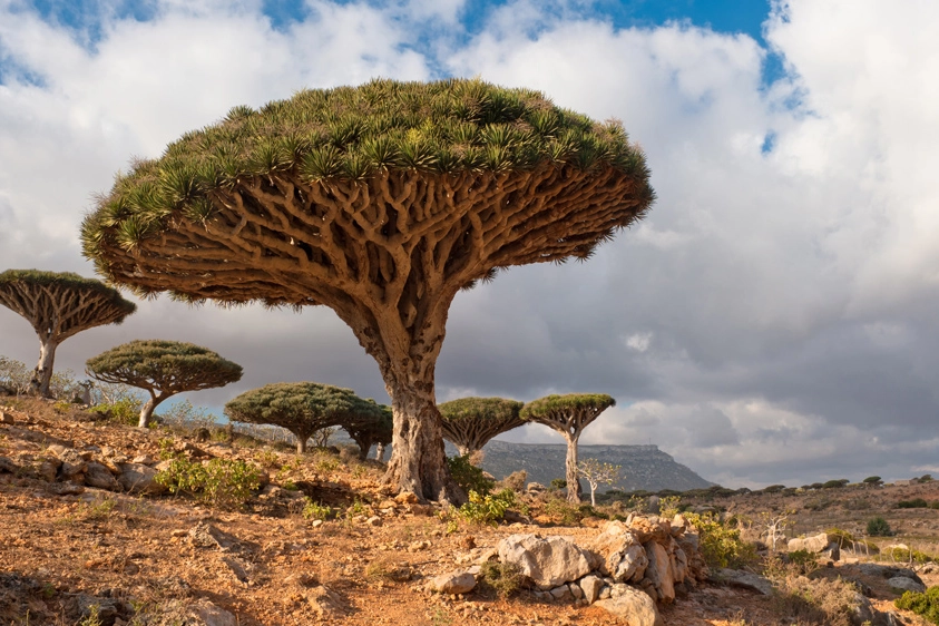 L'albero del drago dell'isola di Socotra