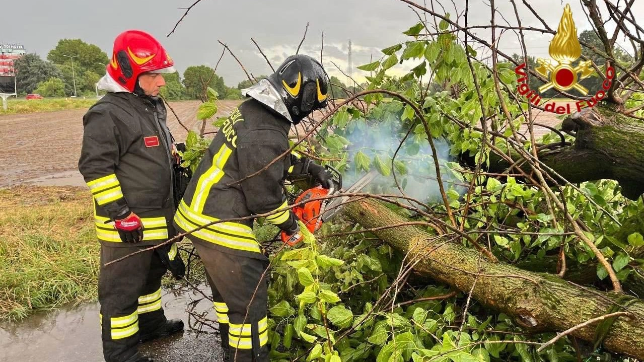 I vigili del fuoco mettono in sicurezza un albero