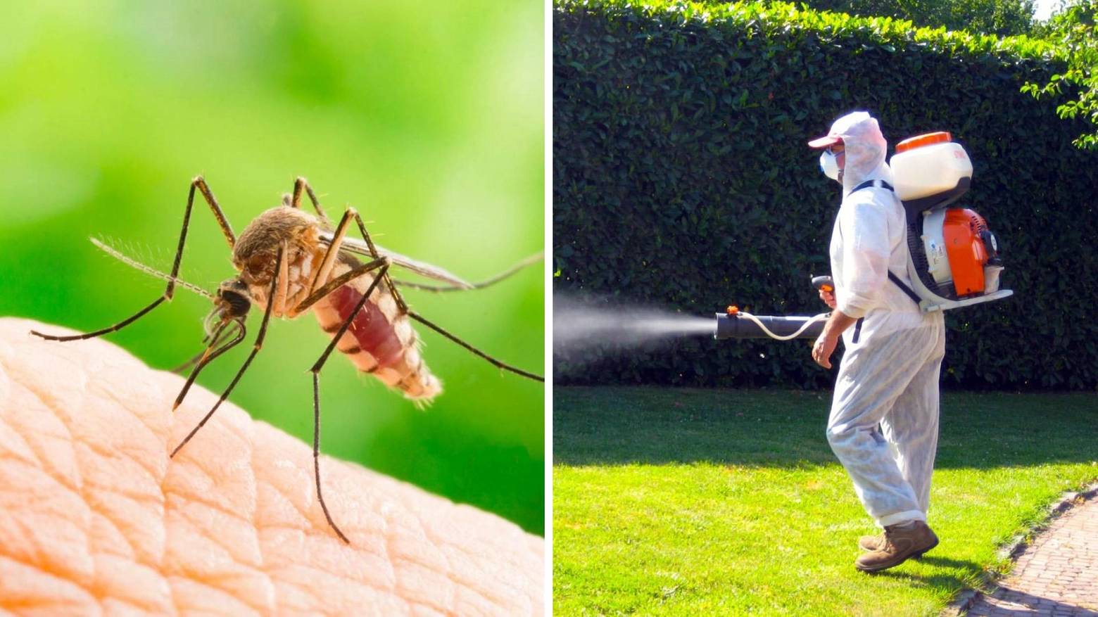Il virus è portato dalle zanzare Aedes (a sinistra)