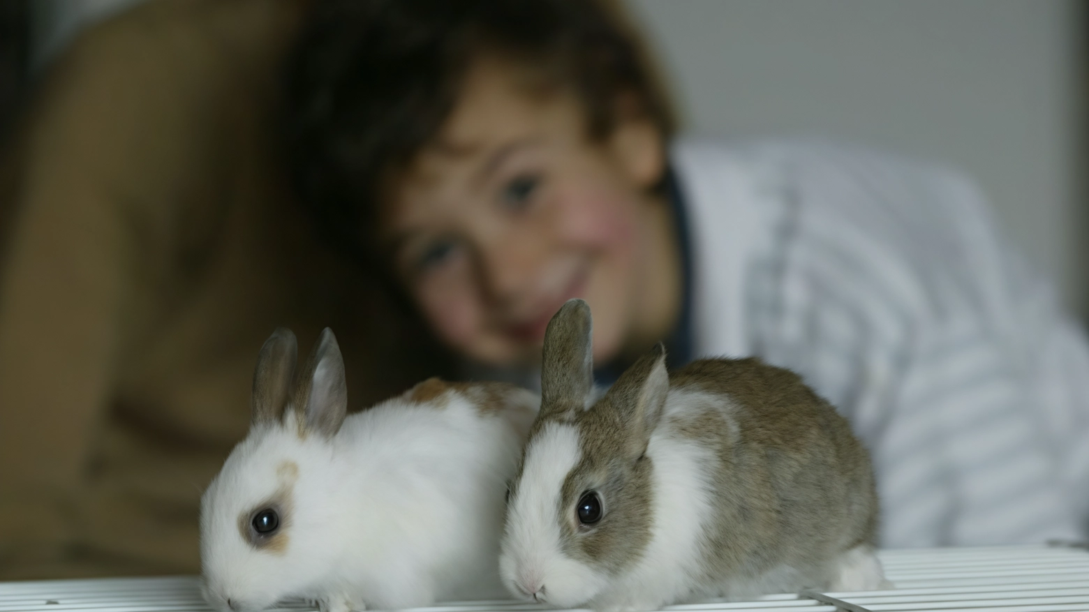 Il piccolo zoo da salvare. Anche cavie e coniglietti aspettano una famiglia