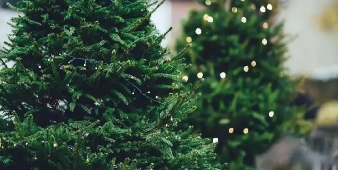 Pavia, nuova vita per gli alberi di Natale: saranno ripiantati dopo le festività