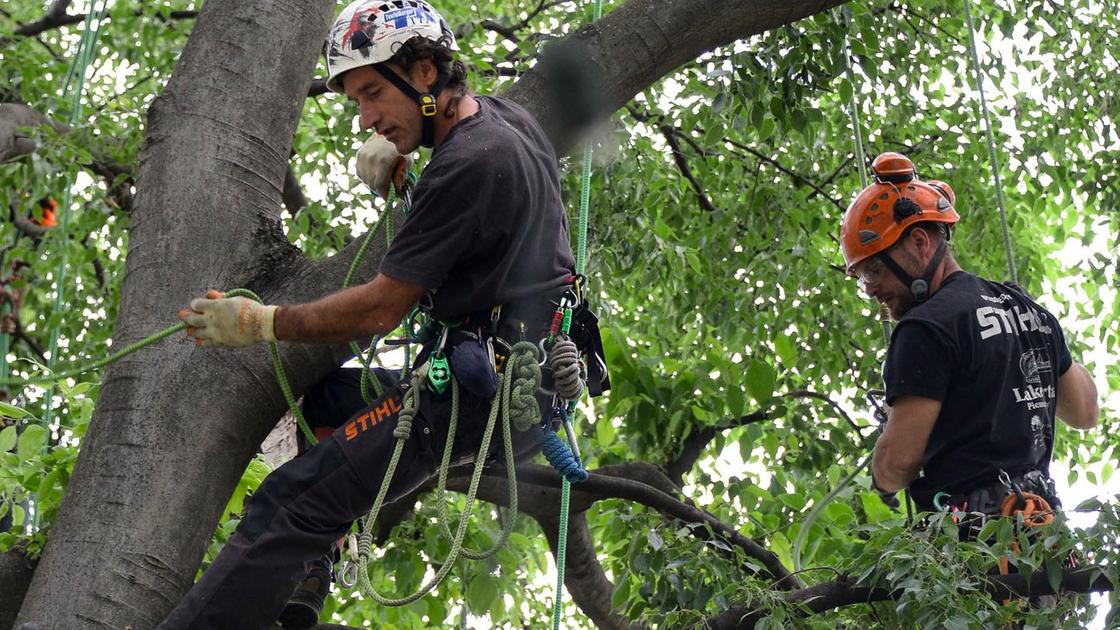 Alberi abbattuti, sale la polemica: "Il Comune non ci dice la verità"