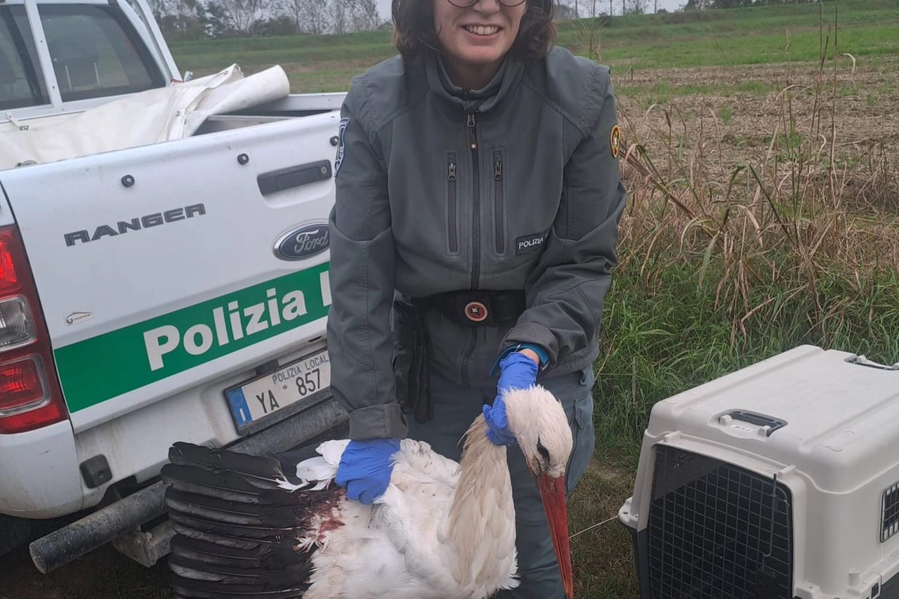 La cicogna ferita a Caselle Landi