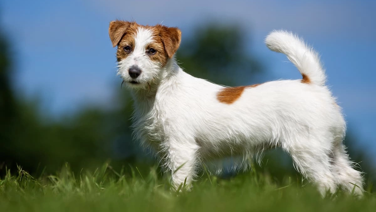 Un esemplare di Jack Russell Terrier