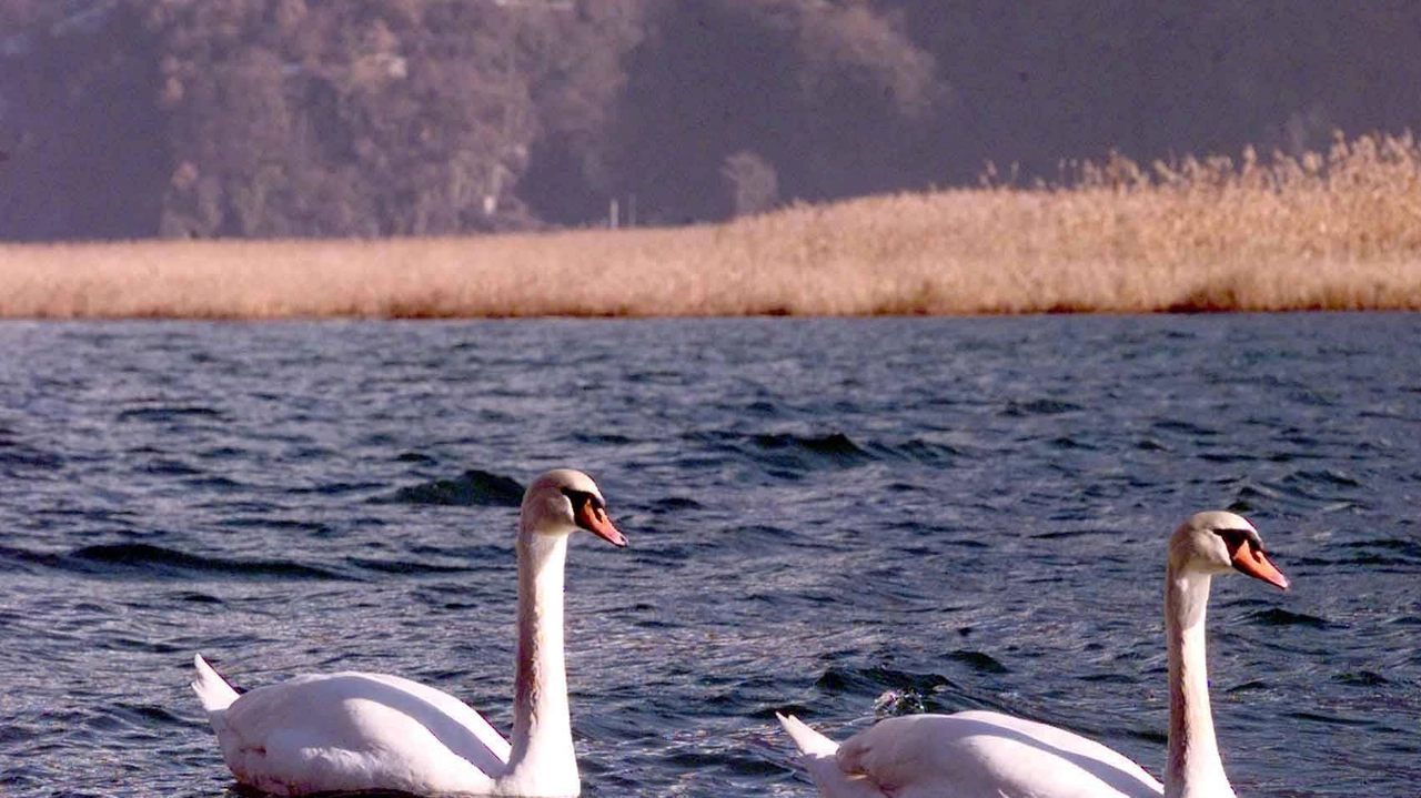 La Riserva del Pian di Spagna partecipa al progetto di inanellamento dell'avifauna migratoria, offrendo un habitat ideale per la sosta degli uccelli in transito. Attività scientifica di monitoraggio e registrazione presso il centro didattico Cascina Poncetta.