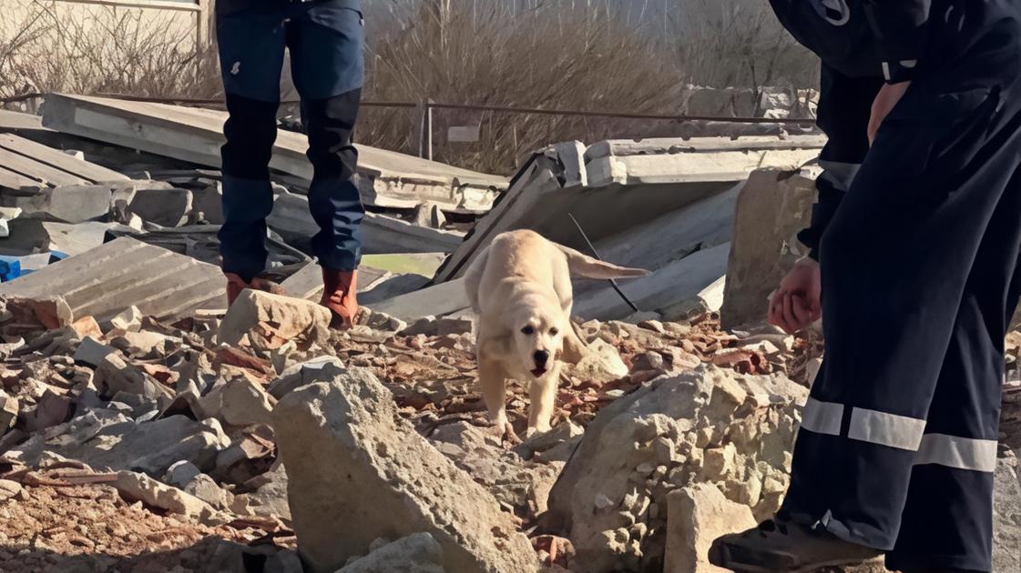 L’esercitazione nazionale. Volontari e cani in azione