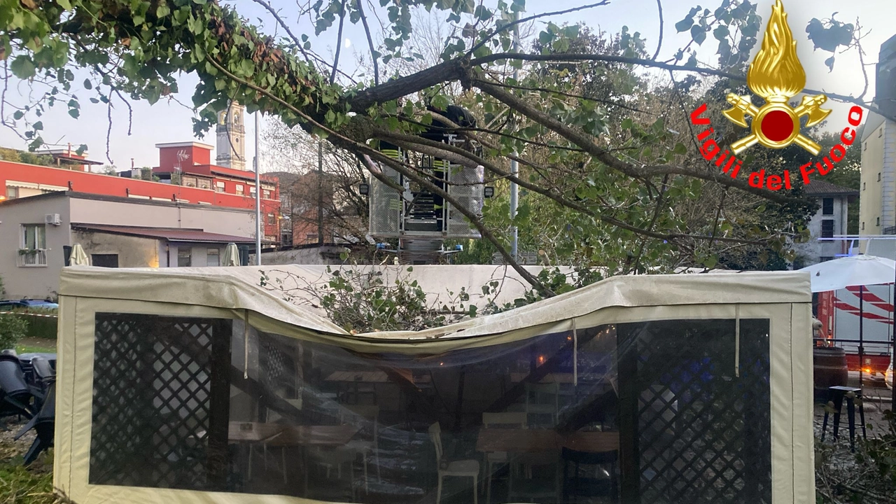 L'albero finito sul gazebo del bar