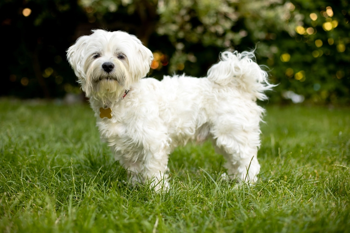 Una cane di razza maltese (Internet)