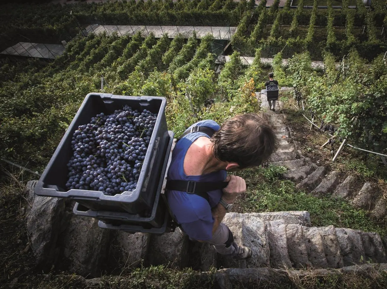 Il concorso fotografico Avis. Occhi alla terra