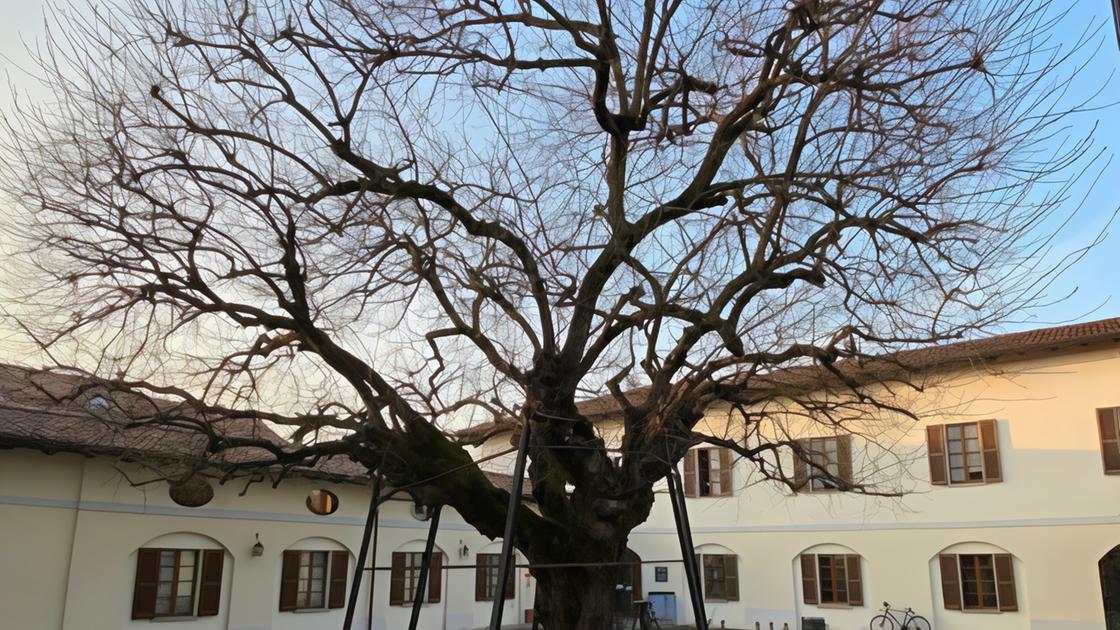 Il “parrucchiere“ del gigante verde: "Così curiamo il gelso secolare"