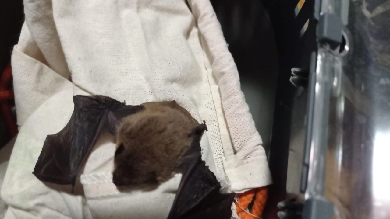 Volontari Enpa salvano pipistrello ferito: soccorso notturno da Cernobbio a Saronno per cure specializzate. Guarigione e liberazione previste a Vanzago.