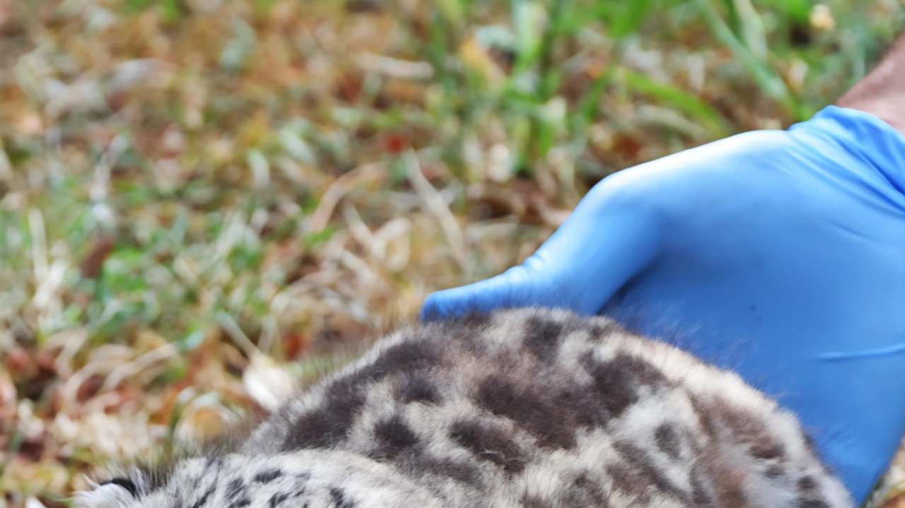 Valbrembo, il felino appartiene a una specie rarissima ed è venuto alla luce al parco ’Le Cornelle’ grazie a un progetto di tutela