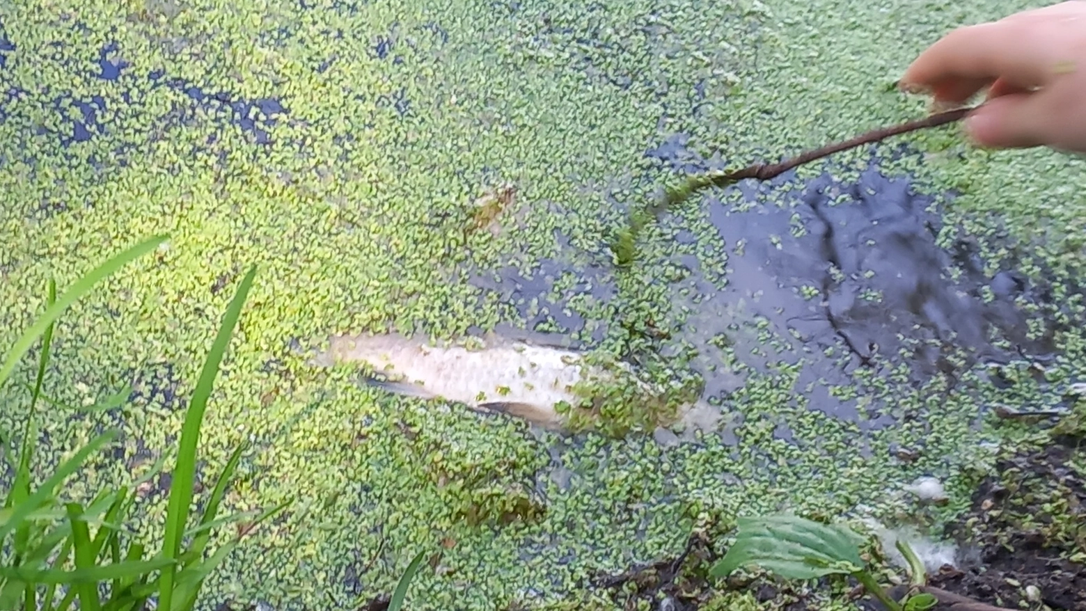 Per i pesci deceduti del Parco delle Colline a Brescia non si trova la causa. Analisi delle acque dopo la morte di cigni e germani a Bergamo