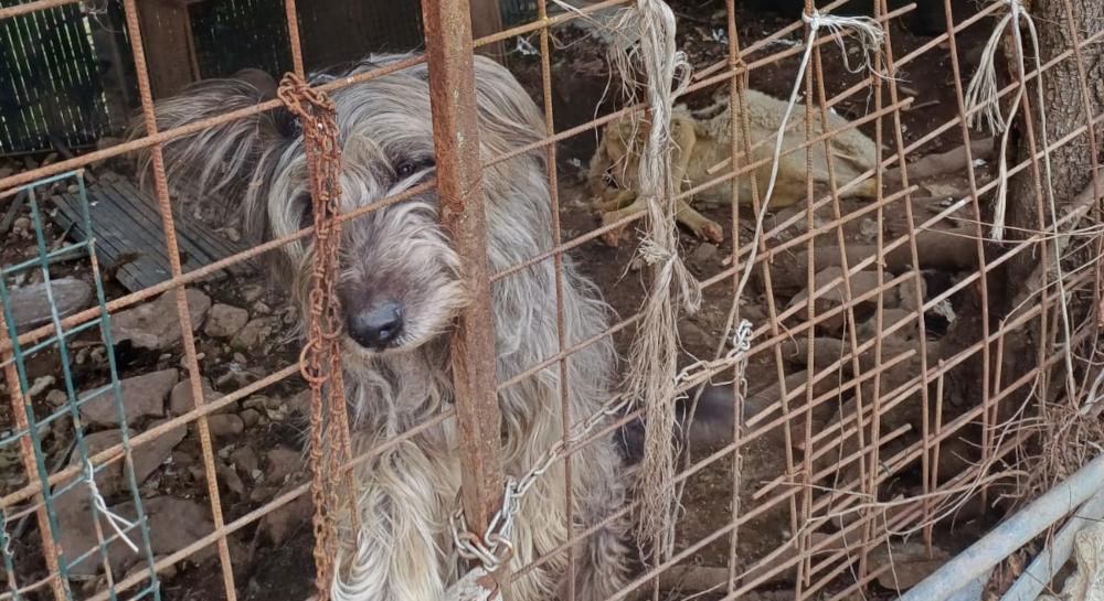 Nibionno, canile lager: salvati due pastori bergamaschi. Vivevano incatenati, in mezzo a escrementi e una carcassa