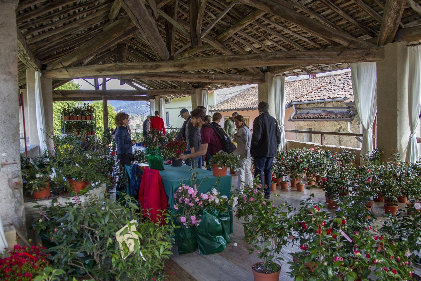 Le Giornate Delle Camelie A Villa Della Porta Bozzolo Torna La Mostra