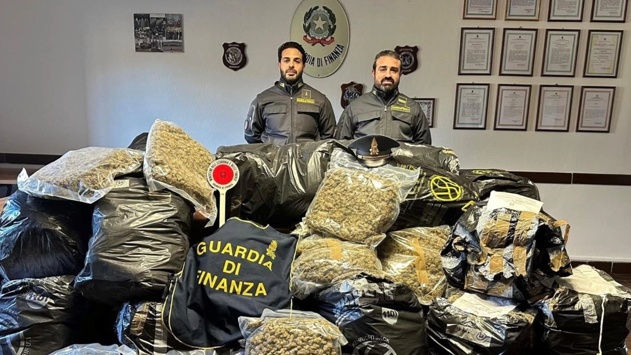 Un recente sequestro di droga da parte della Guardia di Finanza Nel 2024 sono stati recuperati 1.104 chili di marijuana