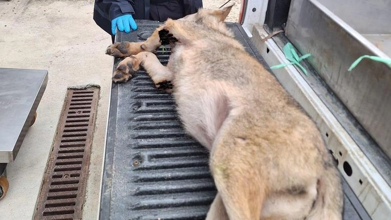 Nel Lodigiano, secondo lupo investito e non soccorso. Comandante polizia provinciale di Lodi denuncia reato e sottolinea l'importanza di prestare soccorso agli animali investiti.