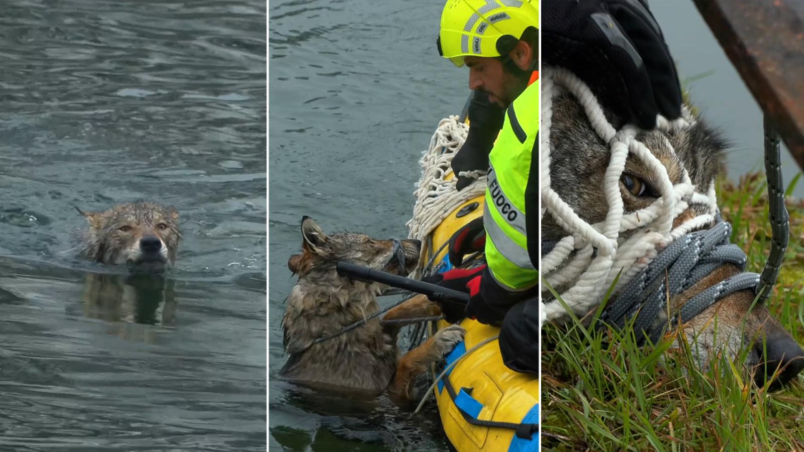 La prima volta del lupo nel Naviglio: dalle coccole dei vigili del fuoco ai racconti dei testimoni del salvataggio