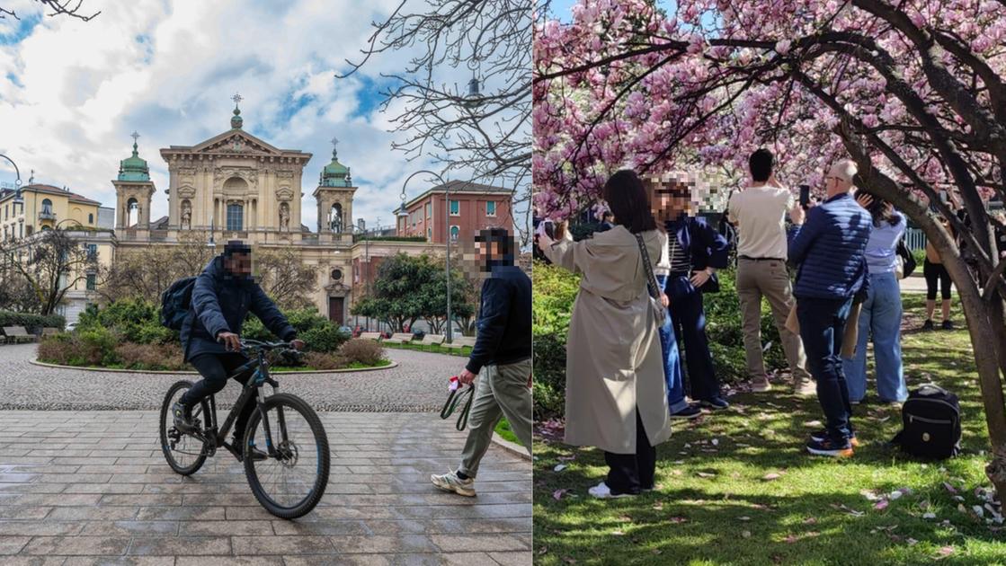 Magica piazza Tommaseo: “Dal parcheggio selvaggio alle magnolie in fiore”