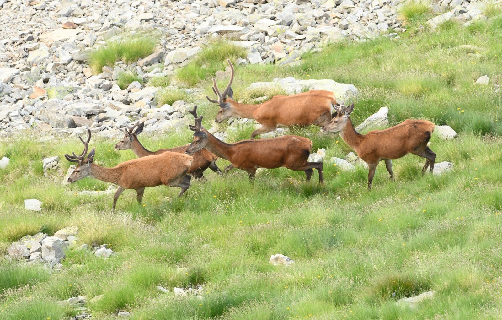 I viticoltori di Sondrio contro i cervi: “Sono tanti e fanno troppi danni”