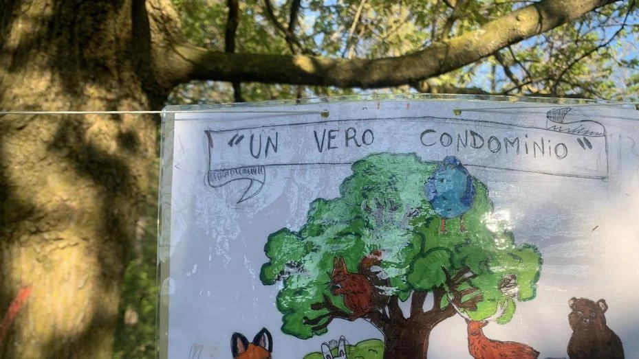 La scuola e gli alberi a rischio: "Quel bosco va salvato"