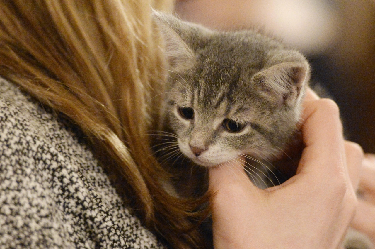 Coccole a un gattino (Ansa)