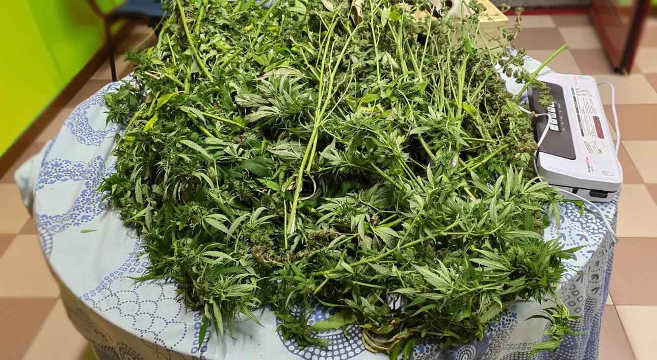 Busto Garolfo, coltivava piante di marijuana in casa: arrestato spacciatore