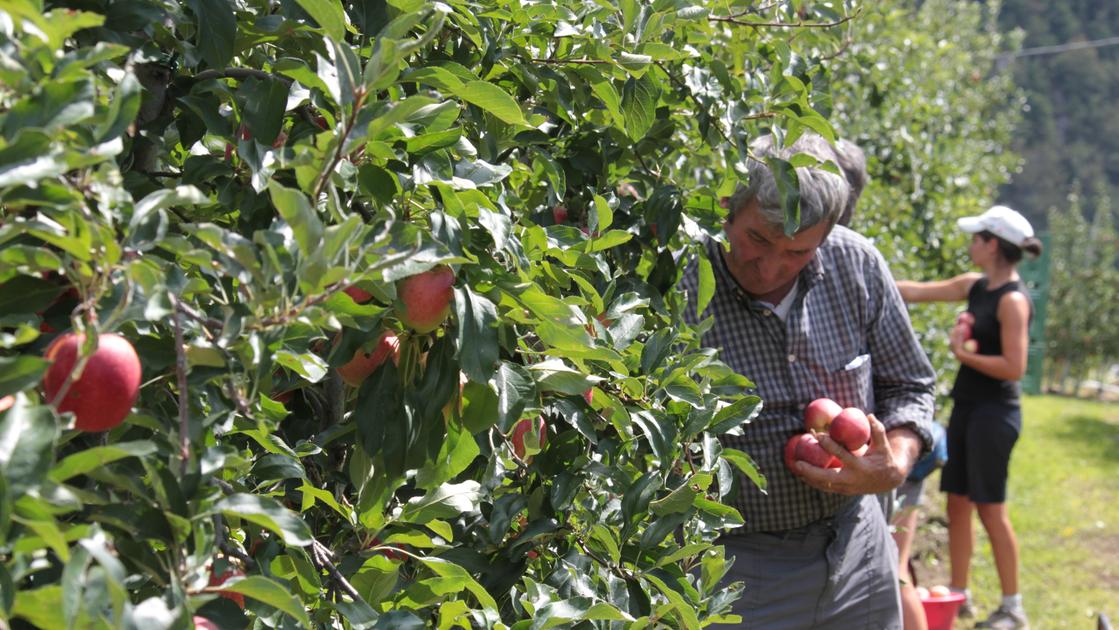 Otto mesi di trattative, poi il rinnovo del contratto: aumenti e più tutele per gli operai agricoli di Sondrio