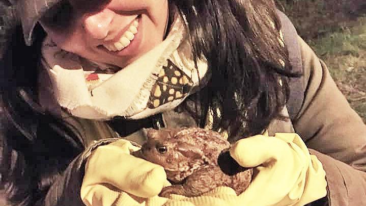 Lo stradone da attraversare: "Salvate il rospo Bufo Bufo"