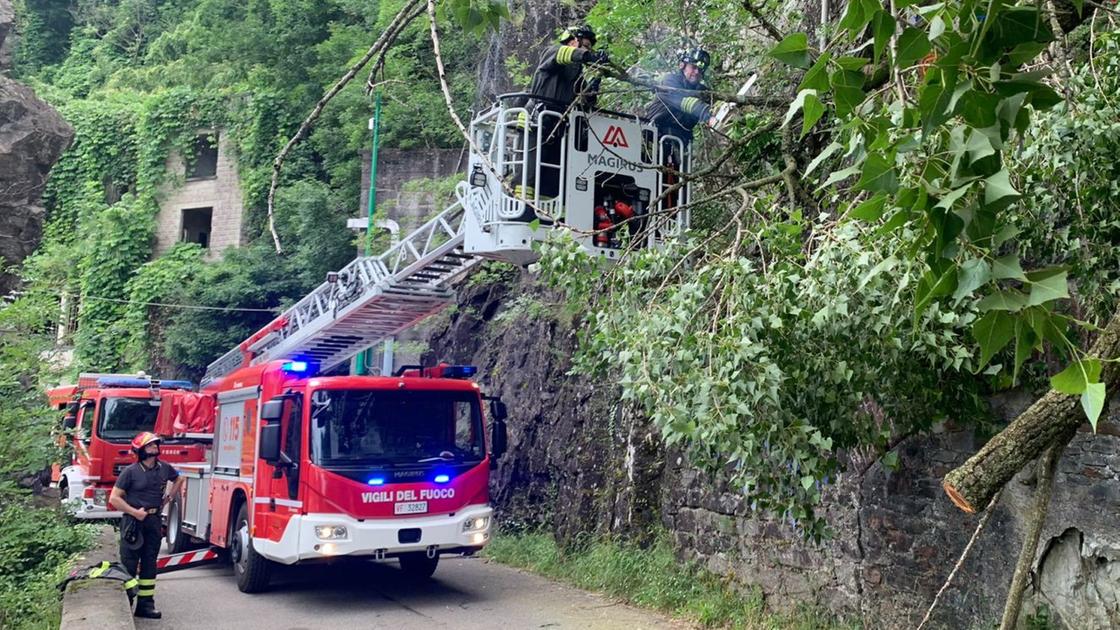 Luino, un grosso albero crolla sulla strada per Colmegna: l’intervento dei vigili del fuoco