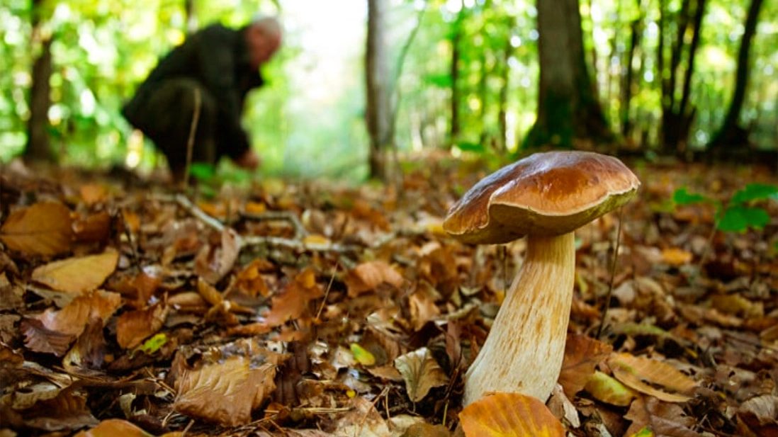 In cerca di funghi nei boschi (Archivio)