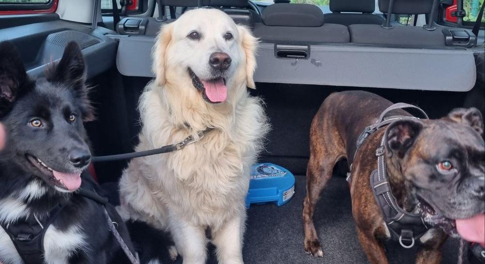 Lecco, due turisti e i loro tre cani bloccati dal fiume in piena: li salvano i vigili del fuoco