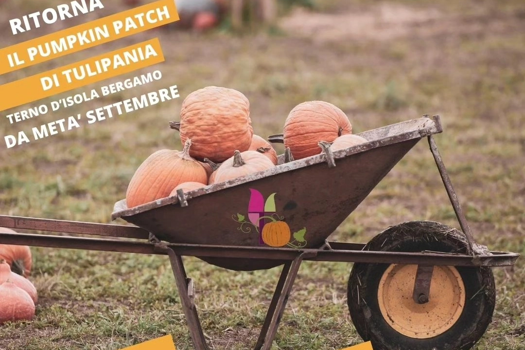 Pumpkin Patch Tulipania, la più grande raccolta di zucche in Lombardia è a Terno d'Isola in provincia di Bergamo (Foto Facebook Tulipania)