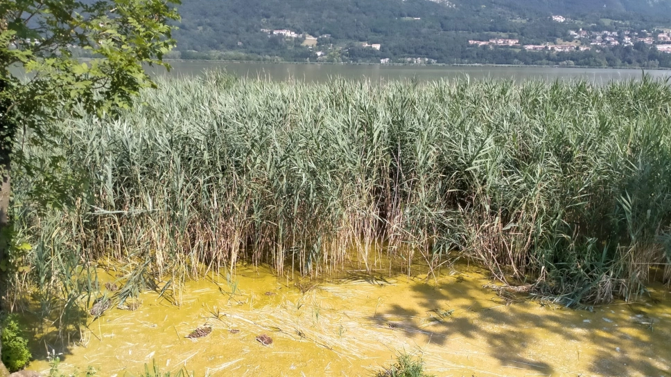 Il lago giallo di Annone Brianza