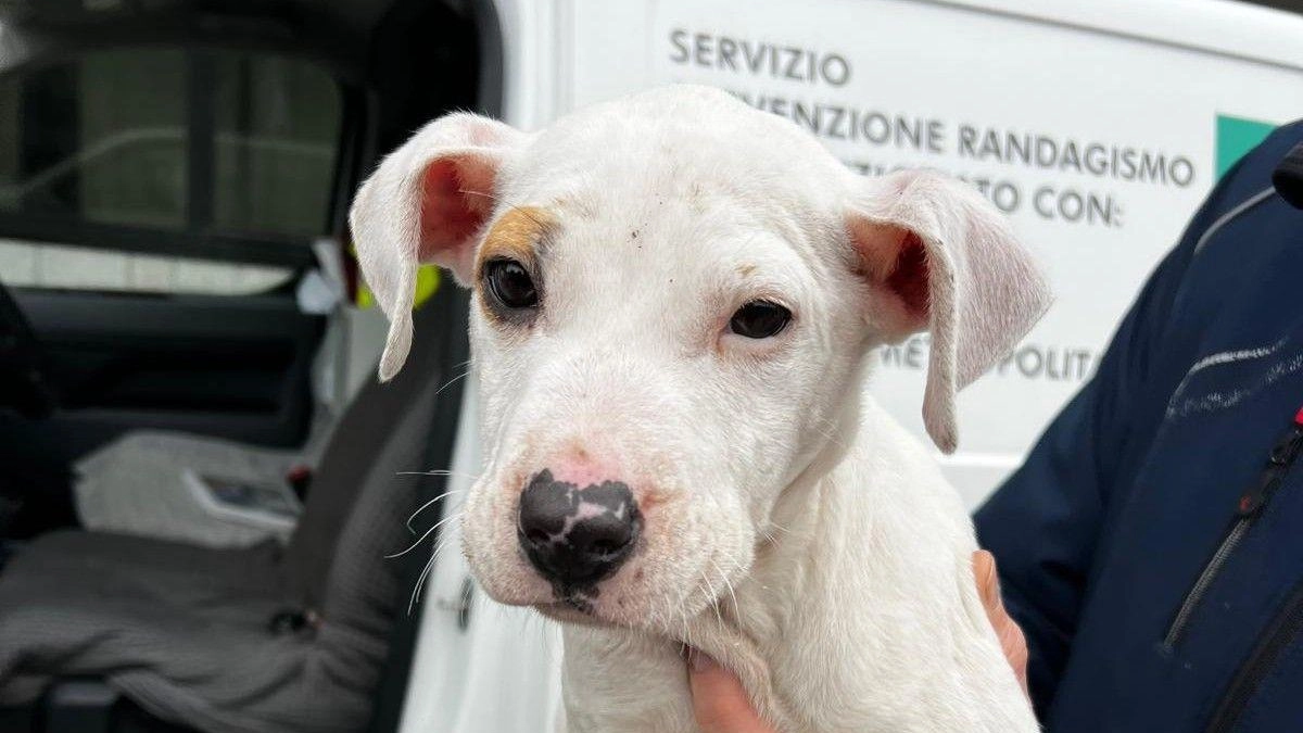 Da tempo residenti e passanti li vedevano segregati in quell’immobile dismesso. Affamati e malconci e in una situazione non regolare....