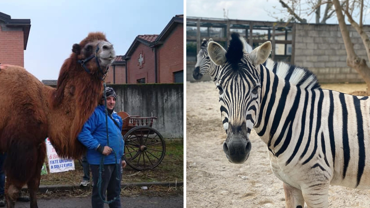 Alcuni degli animali della Fazenda Rocco