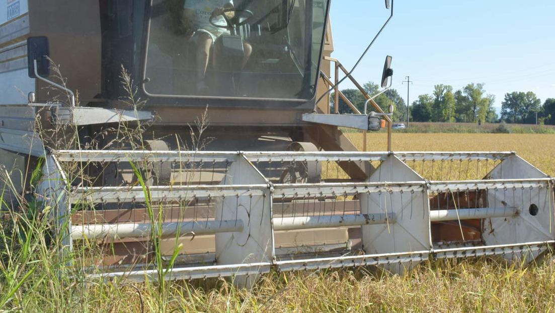 Agrifood, incontro con il mondo Riso e lambrusco: l’export è servito