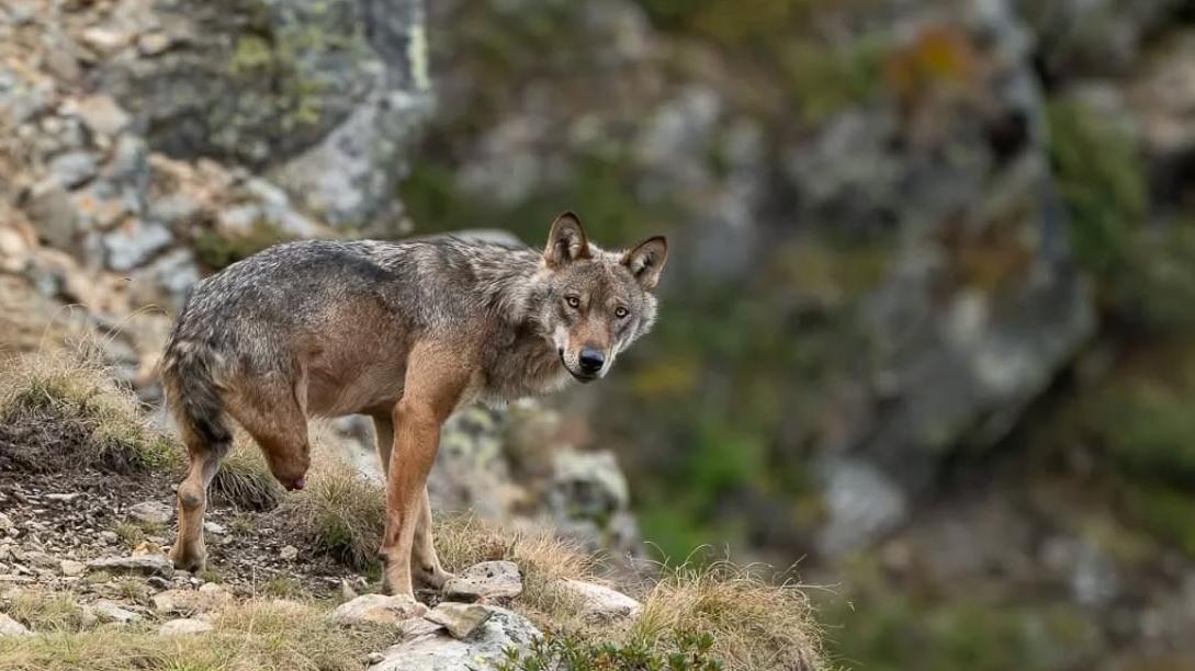 Lupo perde una zampa e viene accolto e curato da un branco: “Una lezione di inclusione per gli umani”