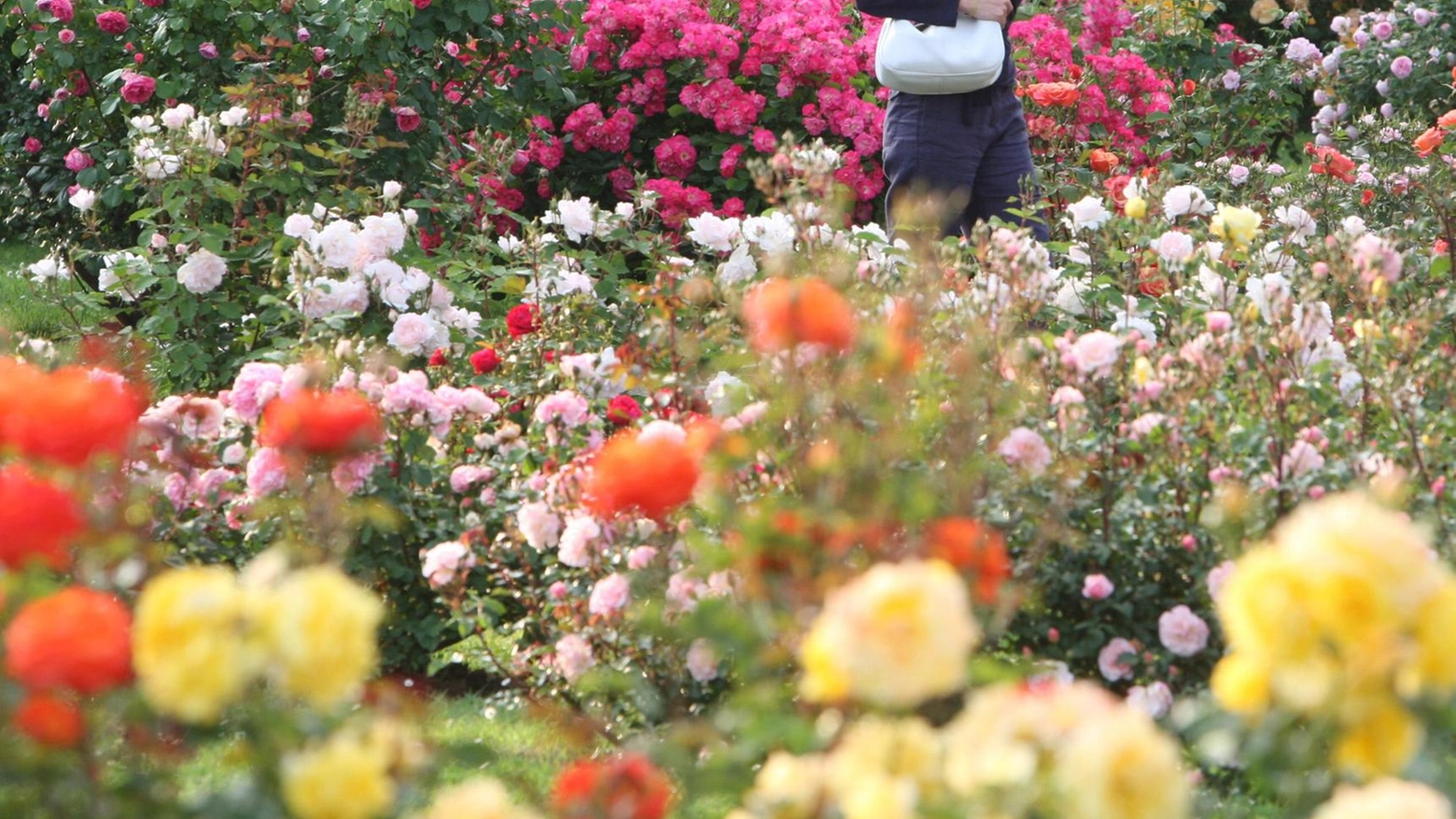 Passeggiate e poesia alla Reggia. Dai giardini al roseto con il Fai