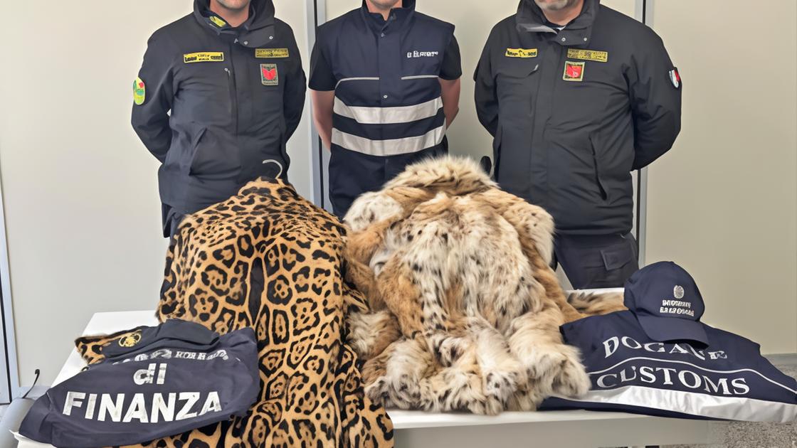 Lince e giaguaro. Pellicce sequestrate dalle Fiamme gialle